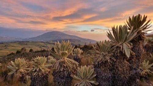 Espeletia Lodge — 4-Star Luxury Hotel in El Angel, Ecuador