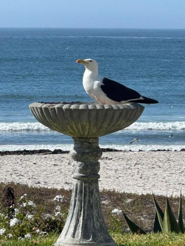 Sea Haven — Lambertʼs Bay — photo 4