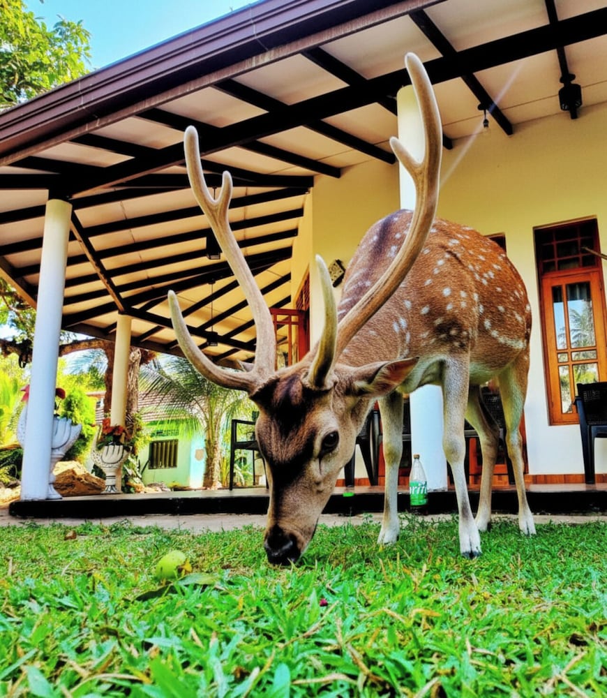 Yala Eagle Nest - carbon neutral hotel in Unknown City