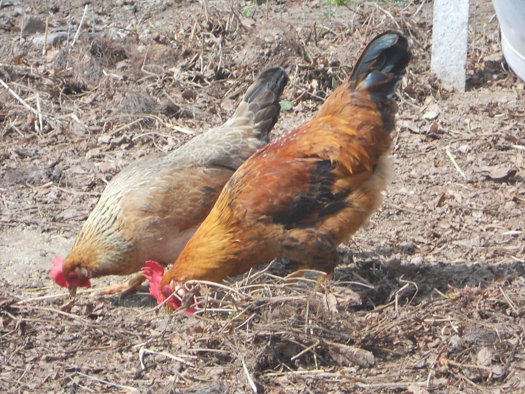Roanerhof in San Genesio Atesino, Italy