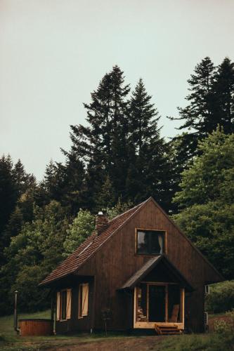 Mech i brzoza in Baligrod, Poland