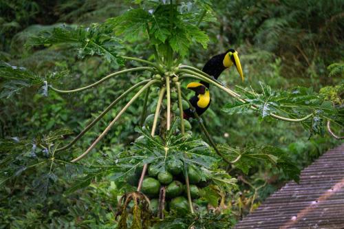 Toucan Escape — Ciudad Cortes — photo 3