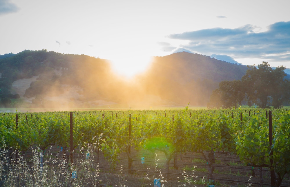 The Setting Inn Napa Valley - photo 81