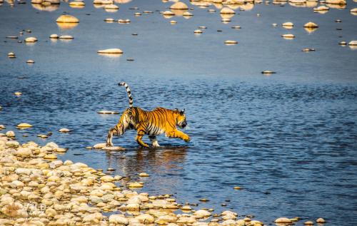 Wild Planet Eco Retreat — Bardiya — photo 2