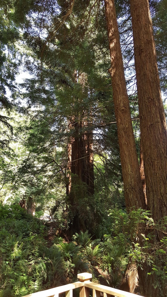 Emerald Forest Cabins - photo 93