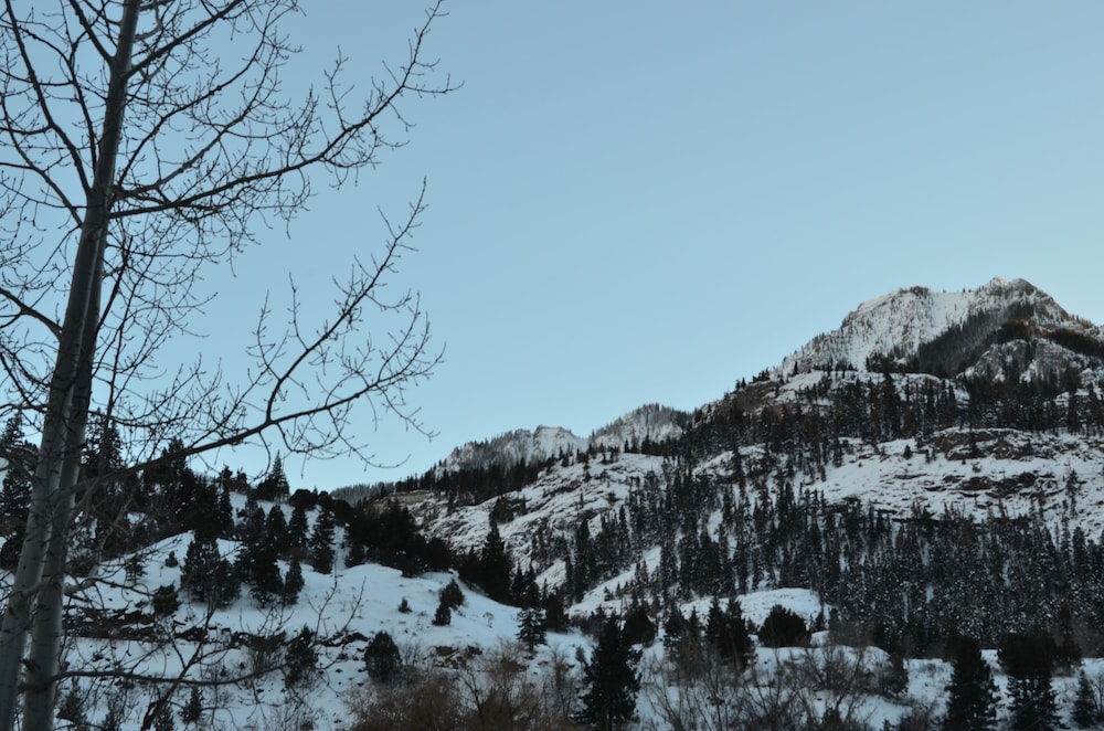 Ouray Main Street Inn - photo 152