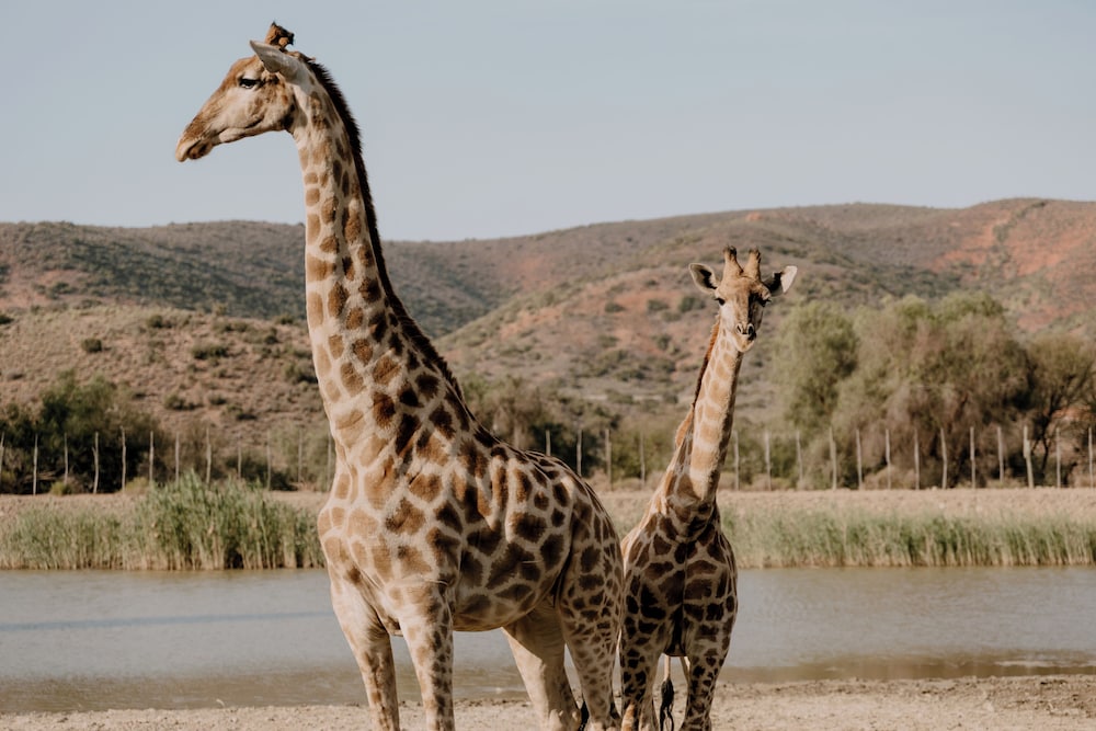 Chandelier Game Lodge — 4-Star Luxury Hotel in Oudtshoorn, South Africa