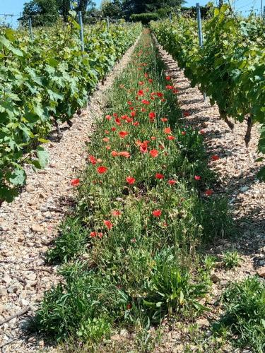 Chez Mimi in Anse, France