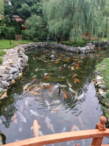 Dreamland Oasis Chakvi
