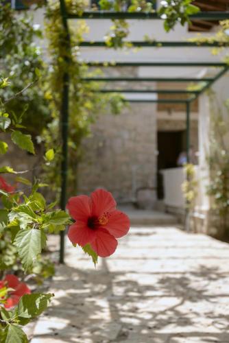 Oikia Ouranou — Aegina — photo 4