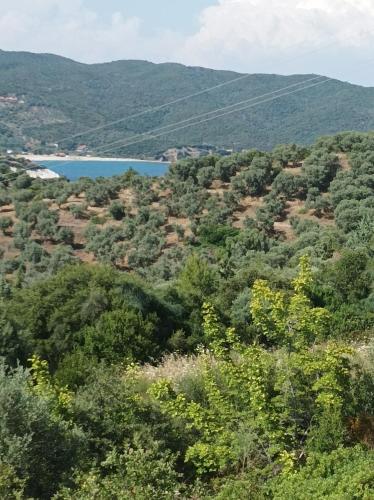 Art Hotel Panorama pet-friendly hotel Megali Panagia