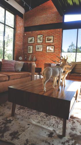 Bimba En El Corazon Del Bosque Huasca — La Venta