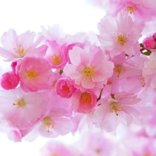 Beskydy one and only Grand Chalets Hotel Wallachia in Prostredni Becva, Czech Republic