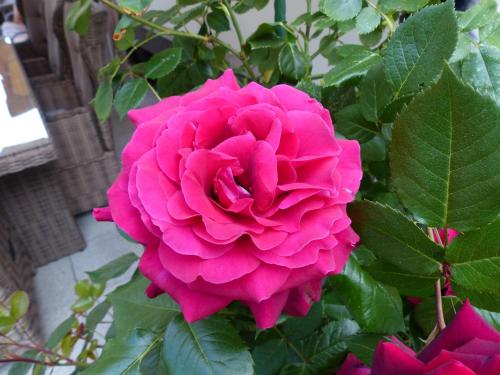 Ferienhaus Rose & Lavendel - last minute hotel in Unknown City