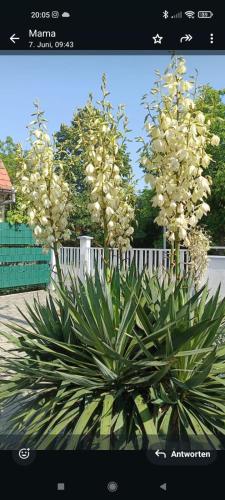 Kuća Barbara — Slavonski Brod — photo 2