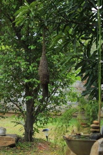 Evergreen Hotel Dambulla in Dambulla, Sri Lanka