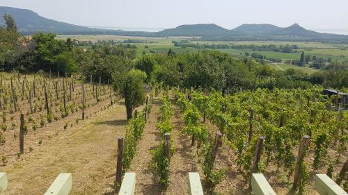 Grand Cru 4 Vendégház in Unknown City, Hungary