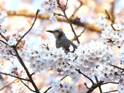 Yutomori Club — hotel in Shiroishi