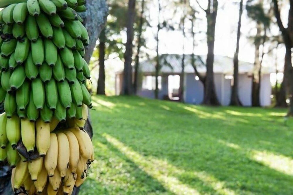 Hale Kukui Orchard & Cottages - photo 42