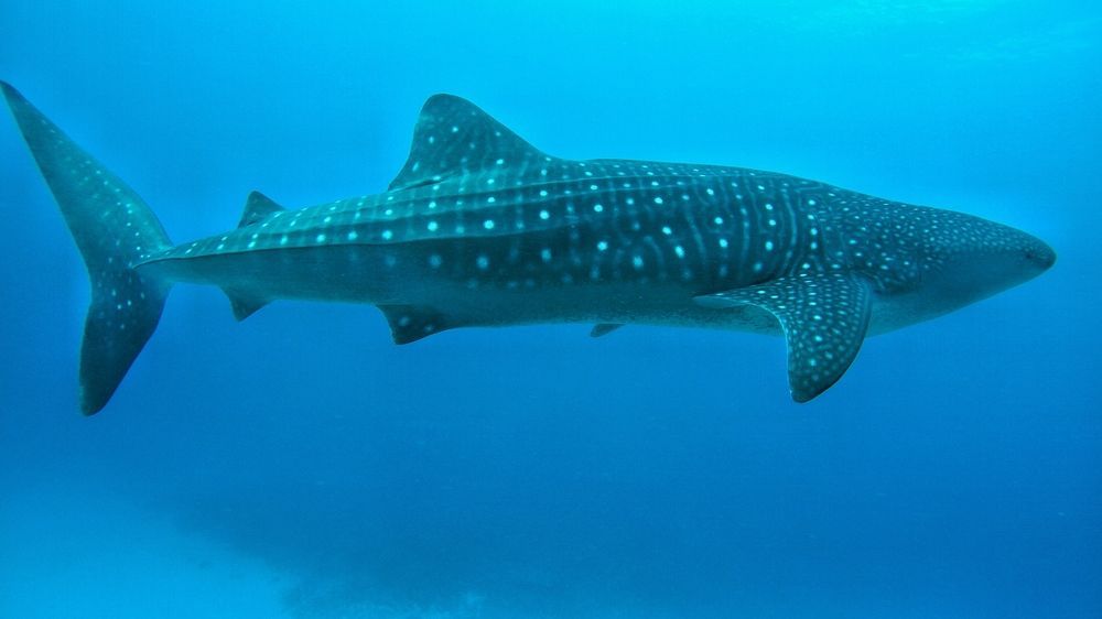 Athiri Beach Maldives in Dhigurah, Maldives