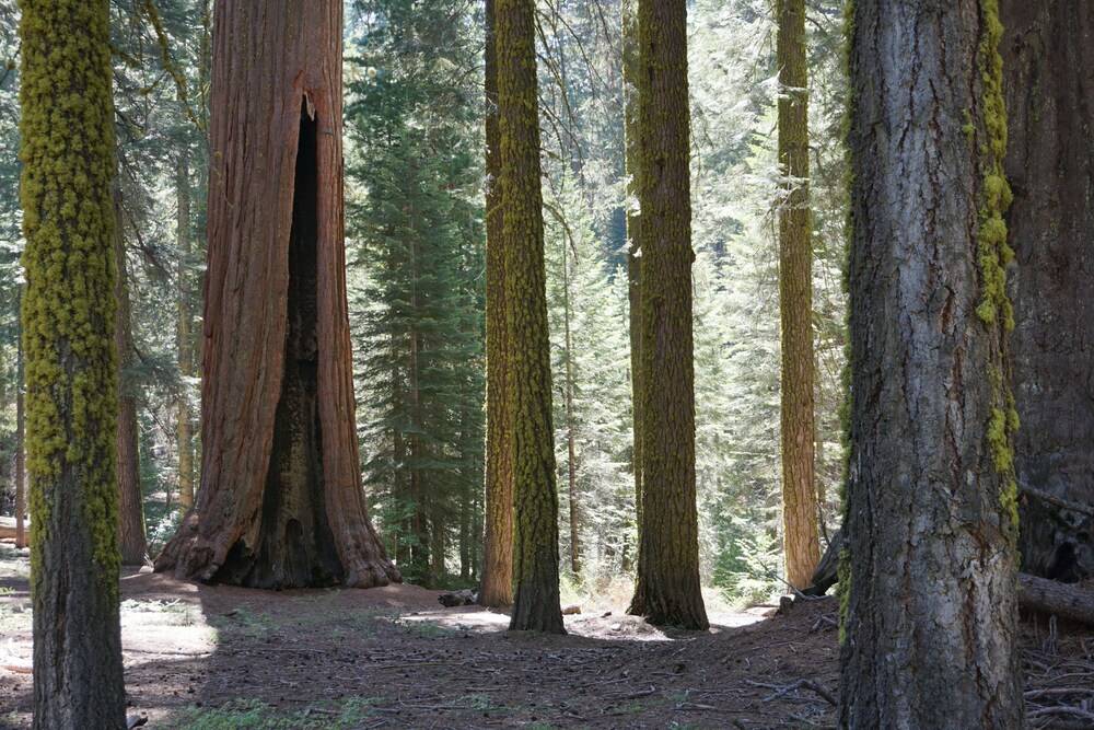 Shaver Lake Village Hotel - photo 84