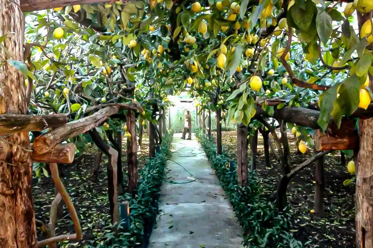 Limoneto di Anna in Maiori, Italy