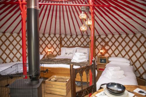 Oystercatcher in Unknown City, United Kingdom