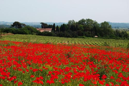Domaine Saint Ferreol — Paulhan