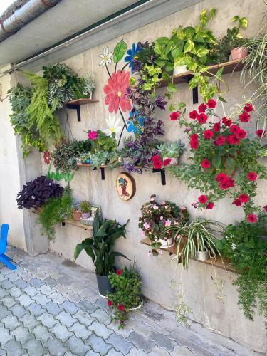 House of greenery
