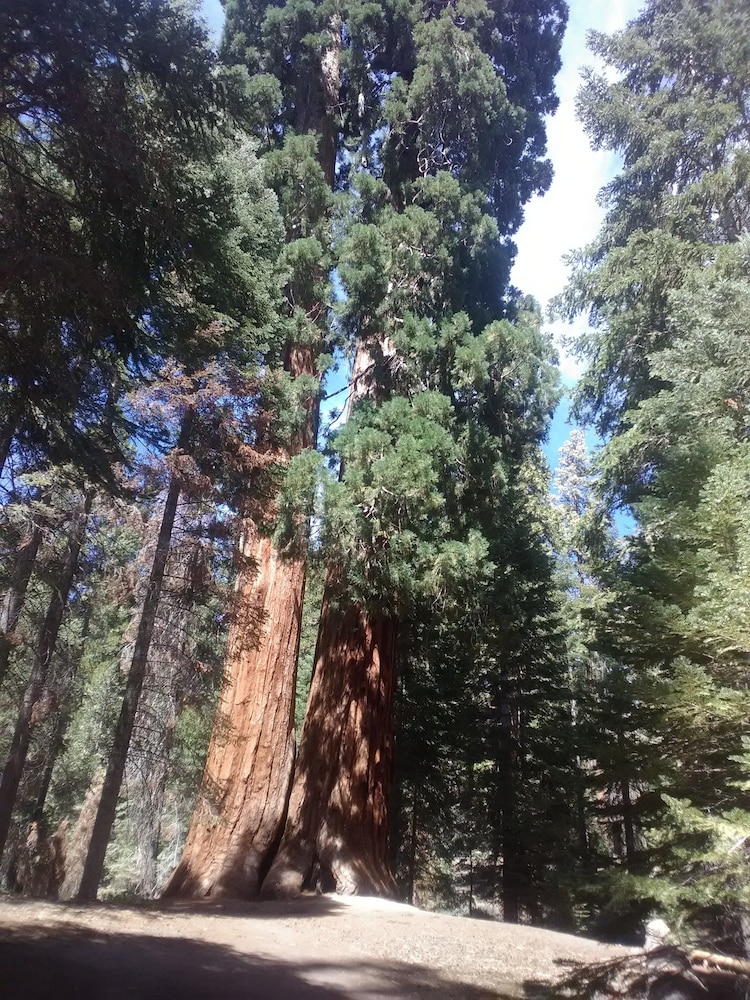 Sequoia Lodge - photo 5
