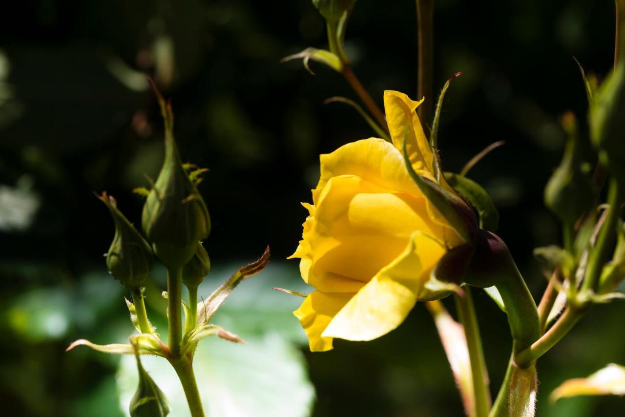 Weingut Wohlfühlzimmer Adam Lieleg in Leutschach, Austria