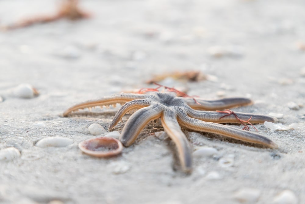 Beachfront condo in resort style community with pool in Marco Island, United States