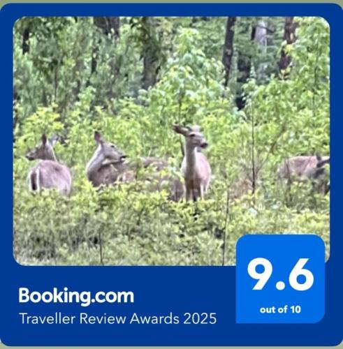 Resort Home on half a Wooded Acres Sleeps up to 14 Firepit for Smores in Hot Springs, United States