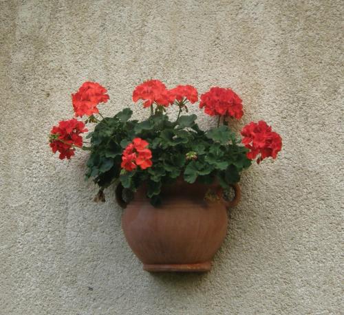 Muskátlis Ház — Balatonlelle — photo 3