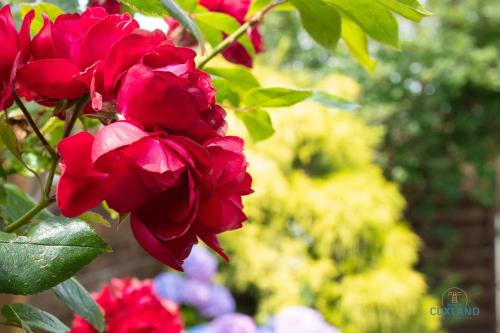 Elise am Meer Ringwall 107 in Cuxhaven, Germany