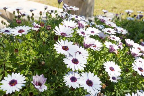 Sa Cova Dor in Santa Margalida, Spain