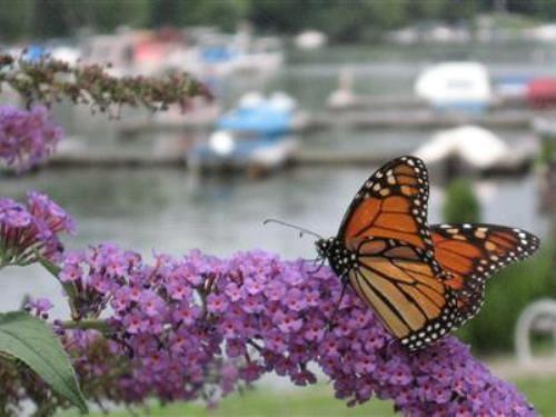 Antons On The Lake - photo 11