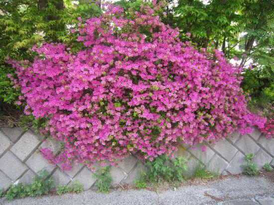 Hotel Gute Welle in Matsumoto, Japan