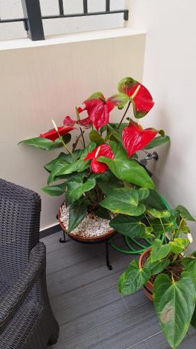Theo's City House — 4-Star Luxury Hotel in Funchal, Portugal