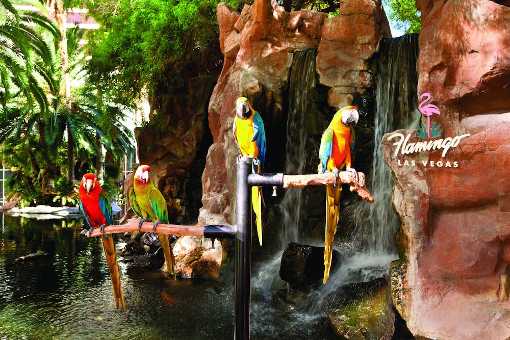 Flamingo Las Vegas Hotel & Casino - photo 138