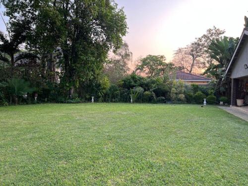 Golden bamboo — Masvingo — photo 5