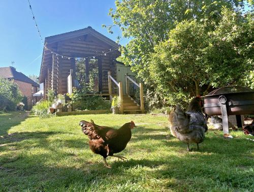 Cabin In Hosts Huge Garden Child Friendly With Hens Kittens Firepit Marshmallows 19512638 — Charing