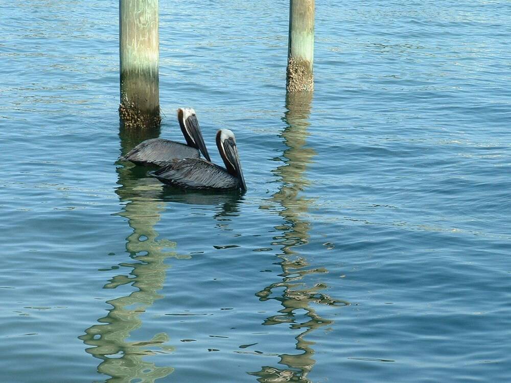 Whispers Resort By Affordable Beach Condos - photo 108