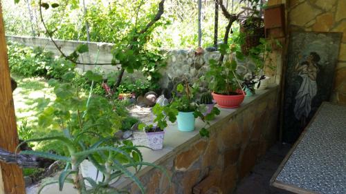 Guest House Ucha