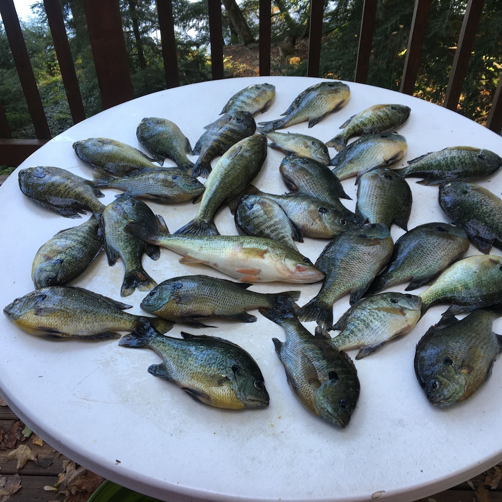 Dixon Lake Resort - photo 46