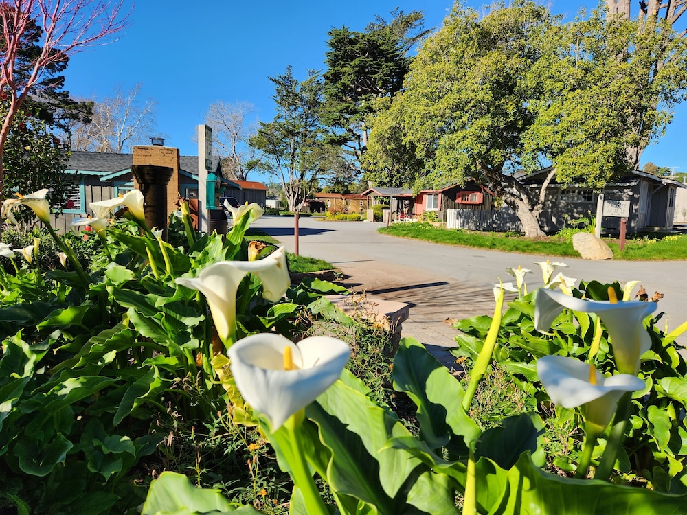 Carmel River Inn & Cottages - photo 83
