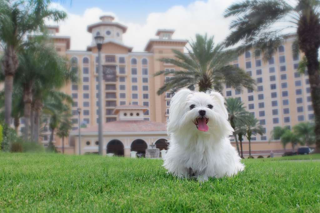 Rosen Shingle Creek - photo 8