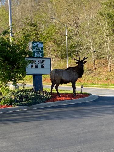 Smoky Mountain Inn & Suites - photo 14