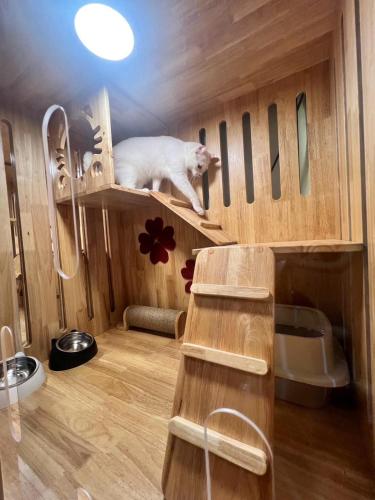 Cat Hotel Hatyai Cat Only pet-friendly hotel Hat Yai