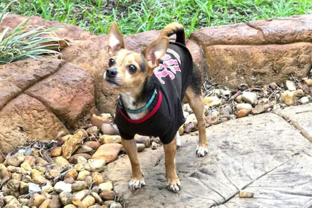 Richard's Pet Friendly Motel - photo 36